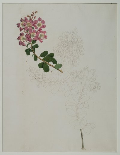Lagerstroemia indica L. (crepe myrtle), 1787 by Zayn al Din Zayn al Din
